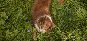 Vabzdžių baltymai gyvūnų maiste: tvarus ir maistingas pasirinkimas