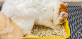 Kaip išrinkti geriausią kraiką savo katei?