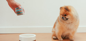 Kaip išsirinkti geriausią maistą mažų veislių šunims?