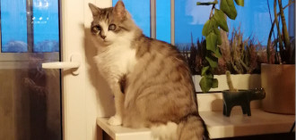 Maumelio istorija